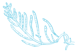 04Salicornia europaea